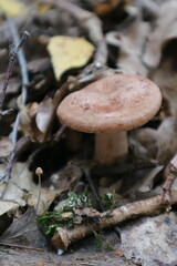 Lactarius