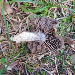 Cortinarius infractus