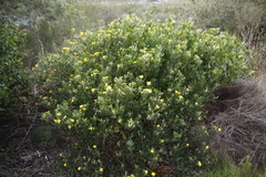 Osteospermum moniliferum