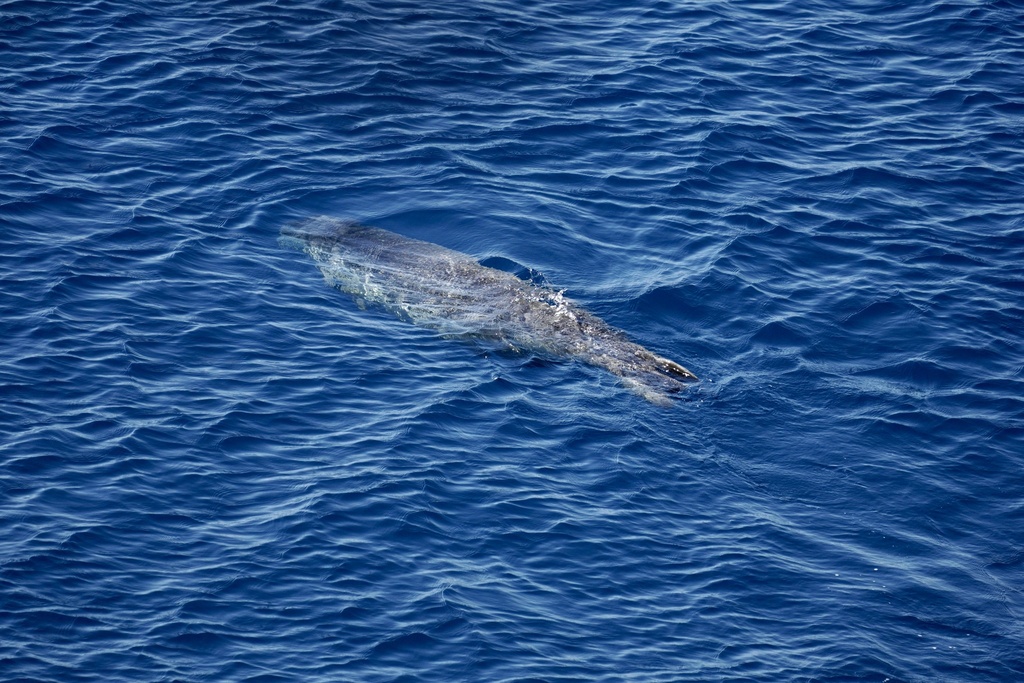 Monk seal gliding just below the blue surface