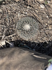 Mammillaria heyderi