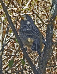 Catamenia