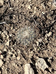 Mammillaria heyderi
