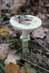 Amanita citrina