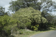 Olea europaea cuspidata