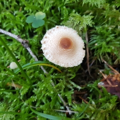 Lepiota magnispora