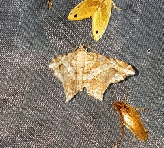 Chiasmia translineata