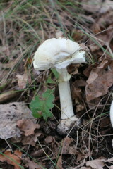 Amanita citrina