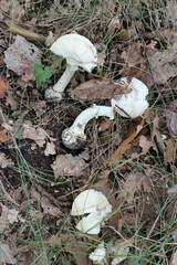 Amanita citrina