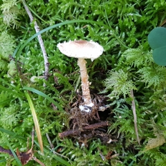 Lepiota magnispora
