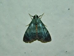 Odontiinae
