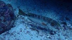 Heteropriacanthus fulgens
