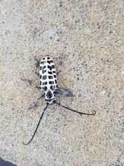 Plectrodera scalator