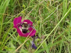 Bombus fraternus
