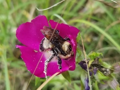 Bombus fraternus