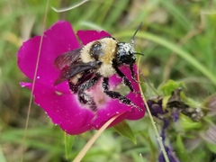 Bombus fraternus