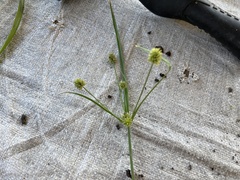 Cyperus retrorsus