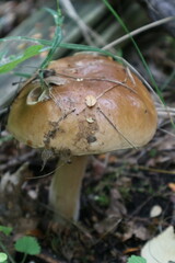 Boletus edulis