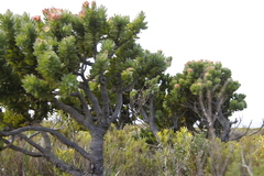 Mimetes fimbriifolius