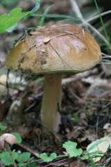 Boletus edulis