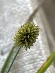 Cyperus retrorsus