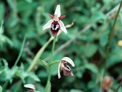 Ophrys reinholdii