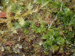 Riccardia