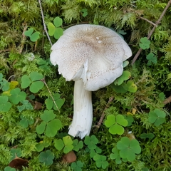 Tricholoma pardinum