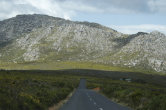 Leucadendron laureolum