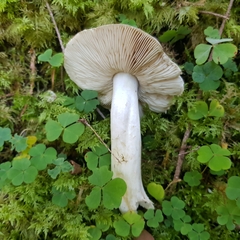 Tricholoma pardinum