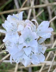 Armeria maritima