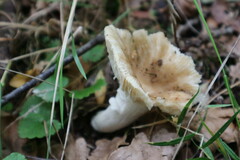 Russula