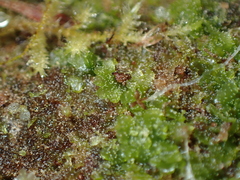 Riccardia