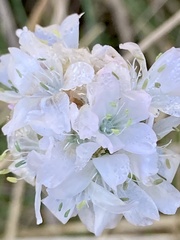 Armeria maritima