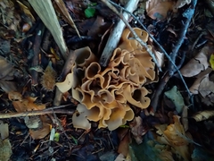 Otidea alutacea