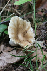 Russula