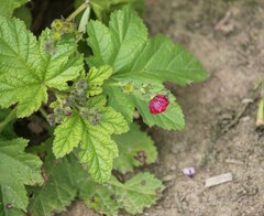 Fuertesimalva peruviana