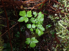 Tiarella trifoliata trifoliata