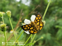 Odina hieroglyphica