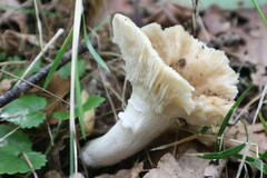 Russula
