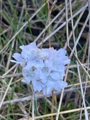 Armeria maritima