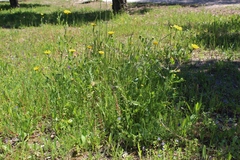 Coleostephus myconis