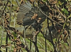 Catamenia