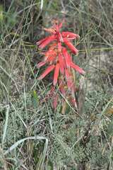 Lachenalia bulbifera