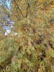 Elaeagnus angustifolia