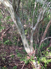 Chloroleucon mangense