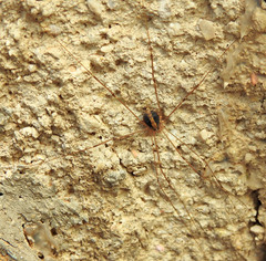 Cosmobunus granarius