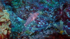 Sparisoma