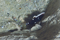 Alpheus rubromaculatus