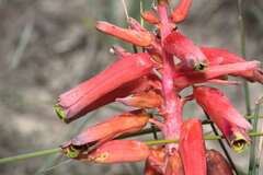 Lachenalia bulbifera